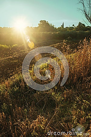 Dried bushes and plowed ground in a farm Stock Photo