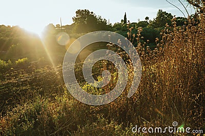 Dried bushes and trees at sunset in a farm Stock Photo