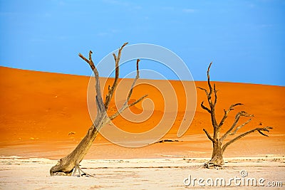 Dried camel acacia tree on orange sand dunes and bright blue sky background, Namibia, Southern Africa Stock Photo
