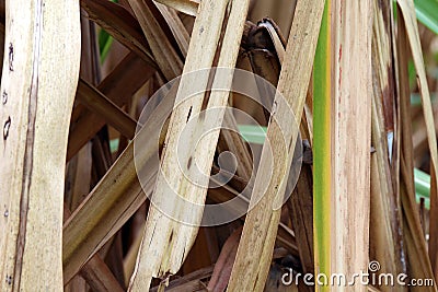 Dried cane leaves brown for background selective focus, sugar cane leaves Stock Photo
