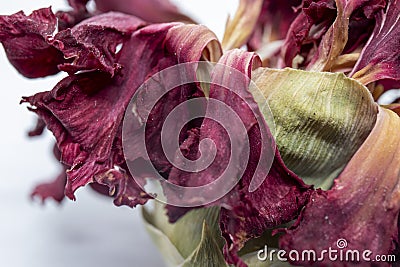 Dried carafe flower, macro photo. Stock Photo