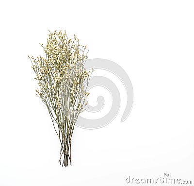 Dried Caspia Flowers Stock Photo