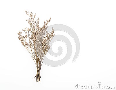 Dried Caspia Flowers Stock Photo