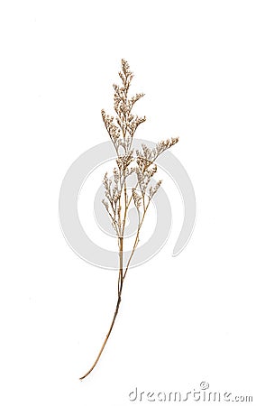 Dried Caspia Flowers Stock Photo