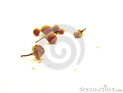 Dried Chamomile Flowers Stock Photo