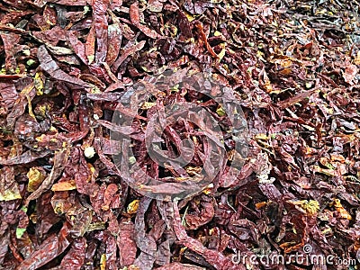 dried chillies Stock Photo