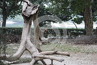 Dried chopped brown branch of tree, cropped and partial display. Stock Photo