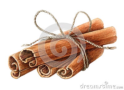 Dried cinnamon sticks bunch tied with a rope watercolor illustration. Nature raw organic spice from a tree bark. Hand drawn cinna Cartoon Illustration
