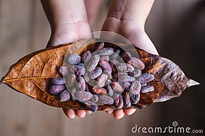 .Dried cocoa beans on cocoa leaves Stock Photo