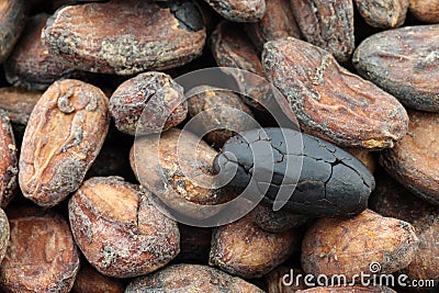 Dried cocoa beans and a peeled one Stock Photo