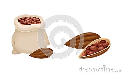 Dried cocoa beans sack and cocoa pod. Chocolate production concept vector illustration Vector Illustration