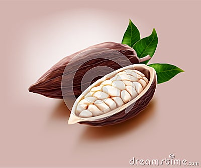 Dried cocoa fruit and cut in half with their leaf Vector Illustration