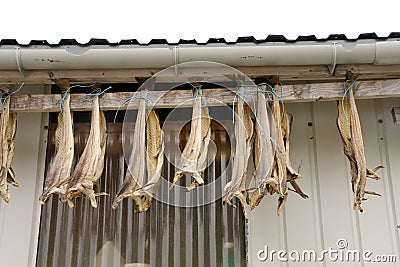 Dried cod fish outside the house, Norway Stock Photo