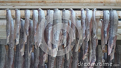 Dried cod fish rack on Sakrisoy island at the Reinefjorden on the Lofoten in Norway in winter Stock Photo