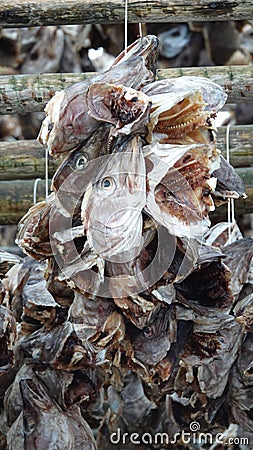 Dried Fish on Toppoy island on the Lofoten in Norway in winter Stock Photo