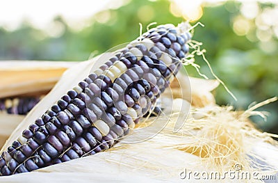 Dried corn for breeding, Thai corn Stock Photo