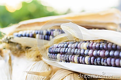 Dried corn for breeding, Thai corn Stock Photo