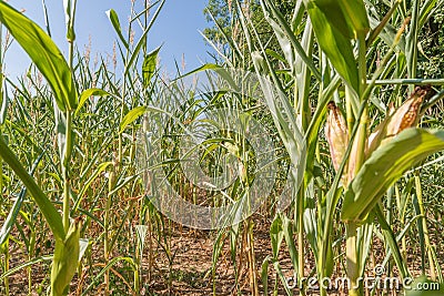 Dried corn field in summer, Germany Stock Photo