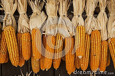 Dried corn hung up outside rural house in Thailand Stock Photo