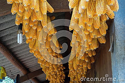 Dried corns is hanged on the roof of ethnic minority`s house in Mu cang chai, Vietnam Stock Photo