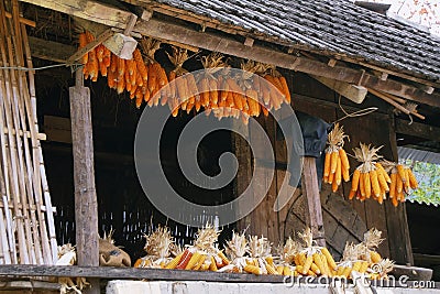 Dried corns is hanged on the roof of ethnic minority's house Stock Photo