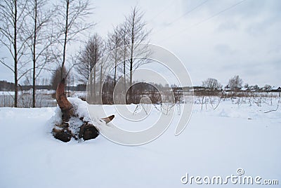 Dried cow skull in the snow, Stock Photo