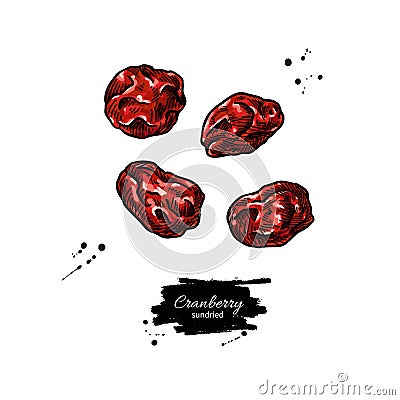 Dried cranberry vector drawing. Hand drawn dehydrated berry. Dry fruit illustration Vector Illustration