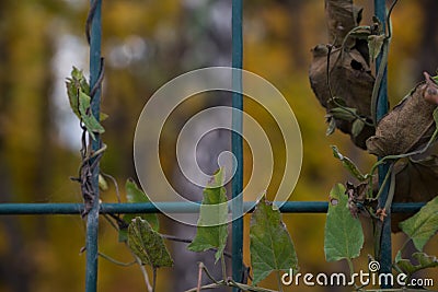 Dried creeper on the fence grate Stock Photo