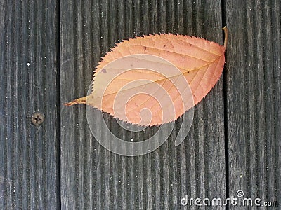 Dried dark brown leaf isolated Stock Photo