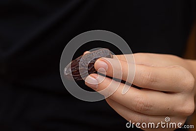 Dried Dates in Female Hand. Offering a handful of glossy, sweet dried dates Stock Photo