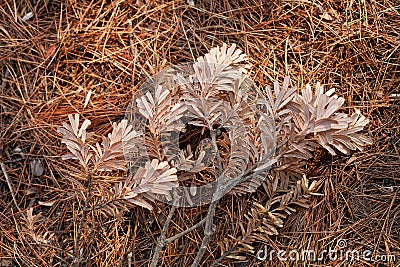 Dead branches lying on a bed a conifer needles Stock Photo