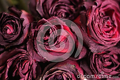 Dried dead flowers red rose. Wilted roses. Stock Photo