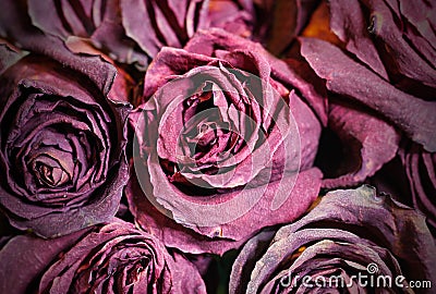 Dried dead flowers red rose. Wilted roses. Stock Photo
