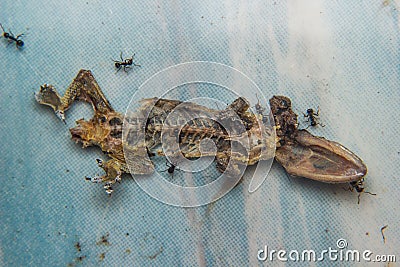 Dried dead small lizard Stock Photo