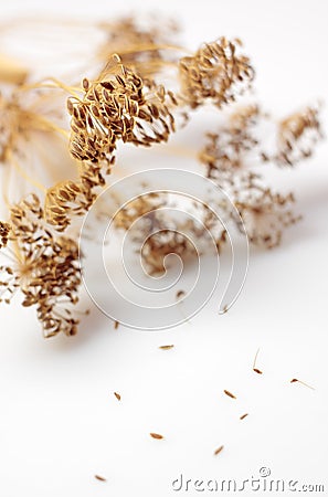 Dried dill Stock Photo