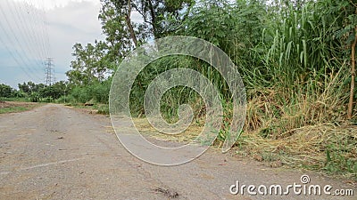 Dried dirt in country road Stock Photo