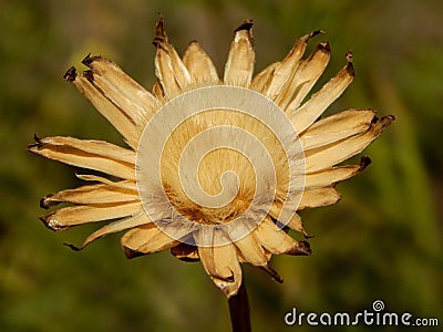 Dried dying flower Stock Photo