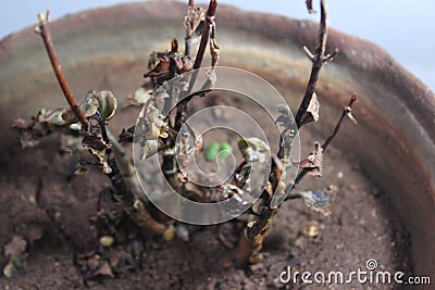 Dried dying plant, with micro photography, top angle. focused. in pot into the soil in garden. in summer season. Stock Photo