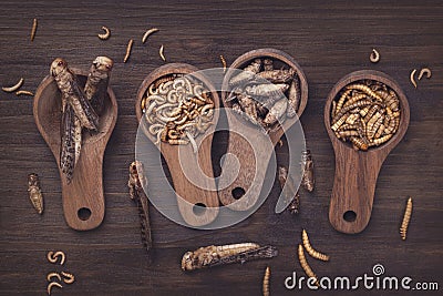 Dried edible insects Stock Photo