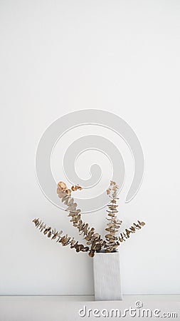 Dried eucalyptus branches with white wall Stock Photo