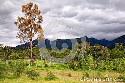 Dried eucalyptus tree in a forest Stock Photo