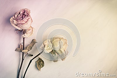 Dried faded roses on old paper on wooden background Stock Photo