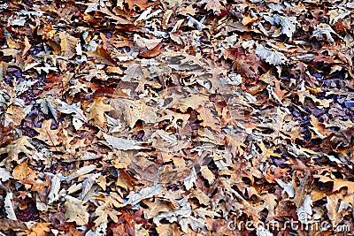 Dried Fallen Brown Leaves on the Ground Background Stock Photo