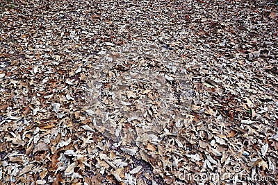 Dried Fallen Brown Leaves on the Ground Background Stock Photo