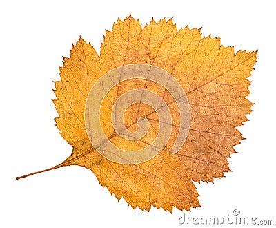 Dried fallen yellow autumn leaf of hawthorn tree Stock Photo
