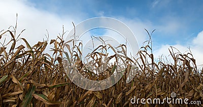 Dried Field Corn, Cornfield, Harvest Stock Photo