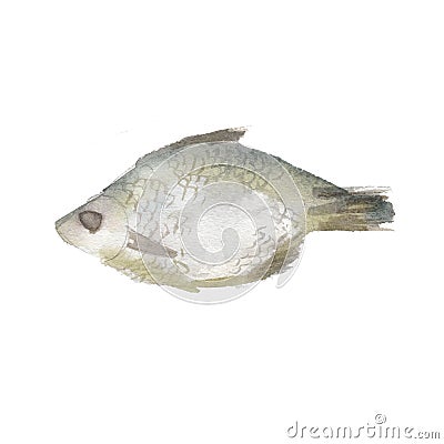 The dried fish isolated on a white background, a watercolor illustration. Cartoon Illustration