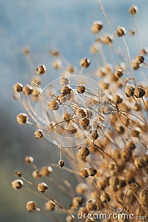 Dried flax close-up view. Sadness, autumn melancholy, depression, mourn, grief concept Stock Photo