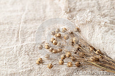 Dried flax plant bunch on pure linen fabric Stock Photo