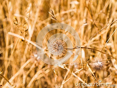 Dried Flower, deatiled Stock Photo